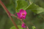 Coral vine